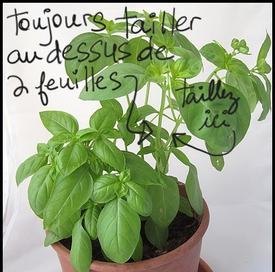 Comment Tailler ses Fines Herbes