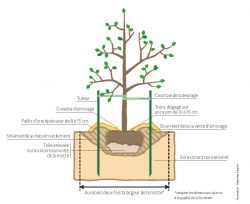 Planter vos arbres fruitiers