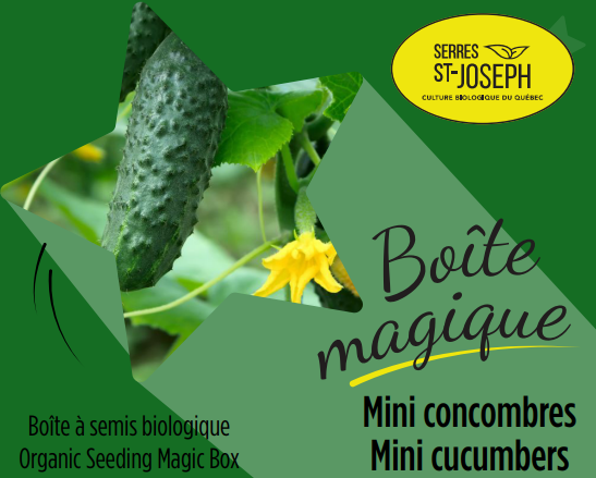 Mini-concombres bio – Semis et informations générales